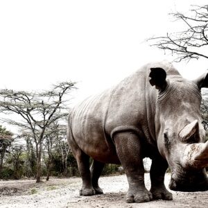 Extinction