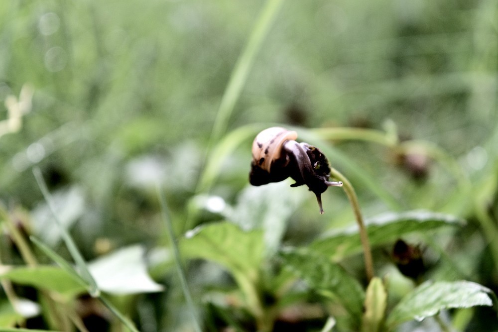 Snail on the end of a blade of grass.