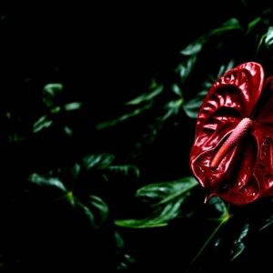 Embrace