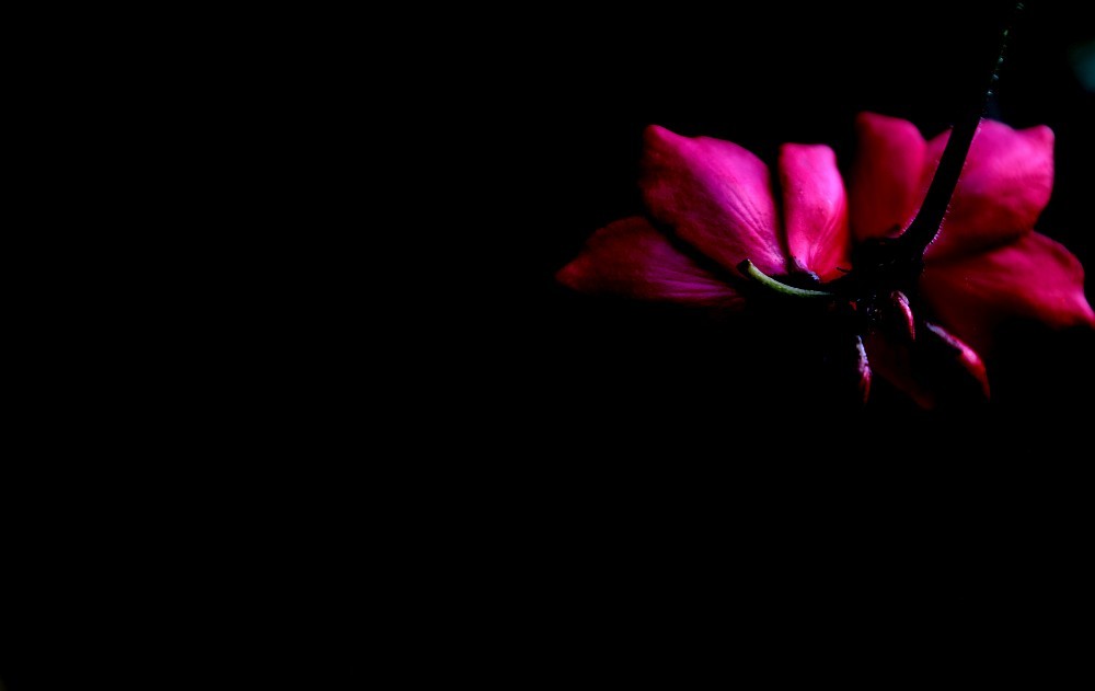 Photograph of a deep pink flower against a black background.